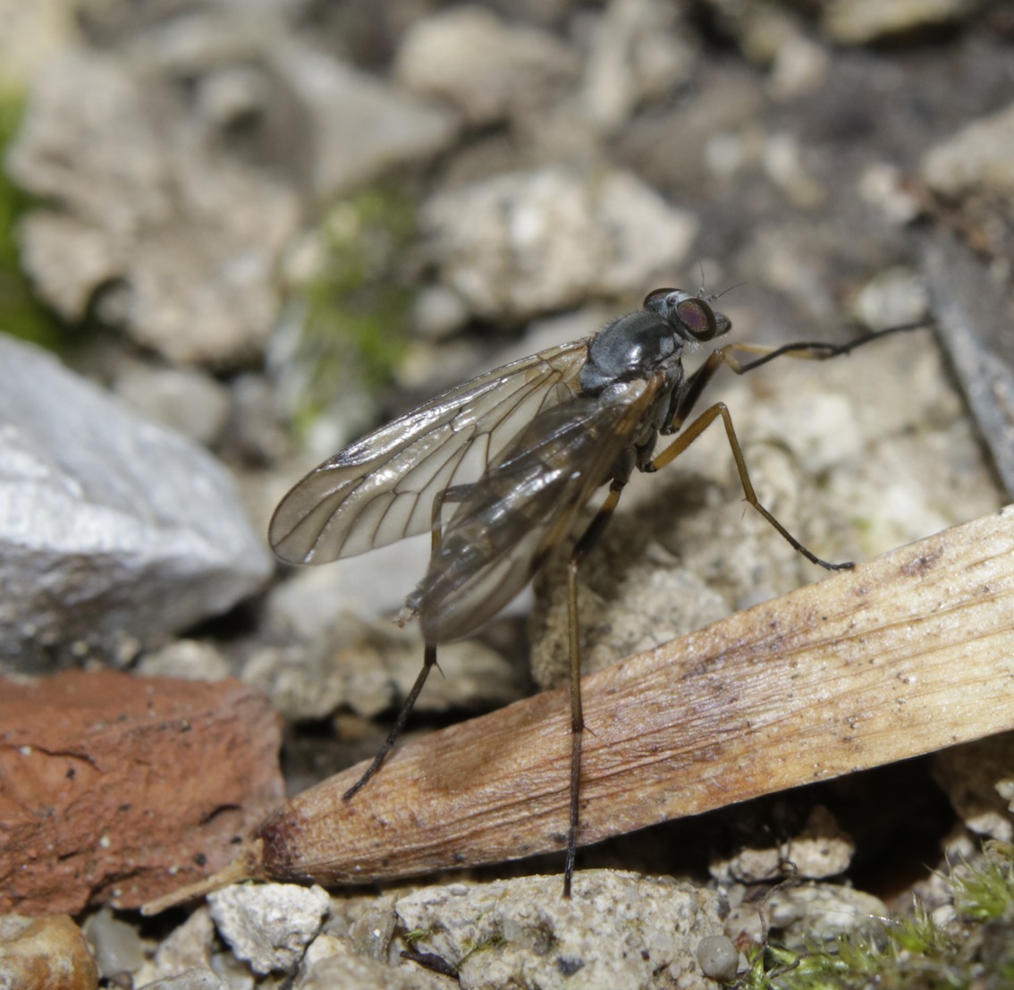 Rhagionidae: Rhagio cfr. maculatus, femmina